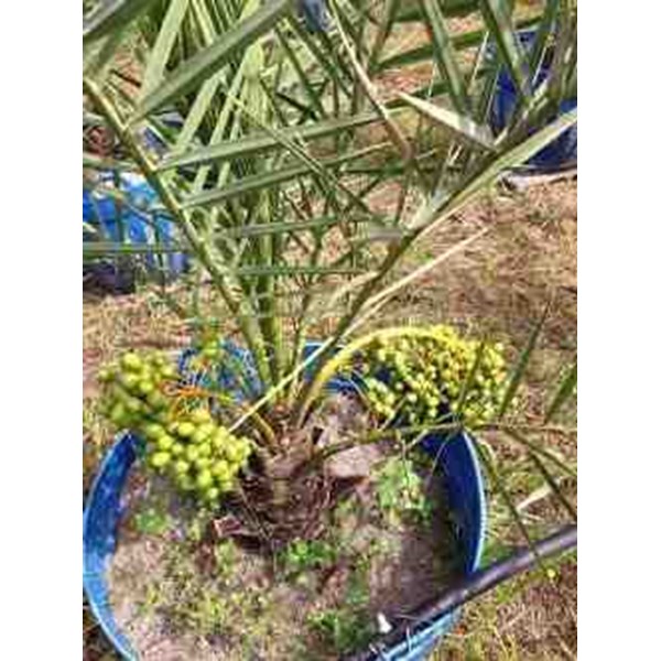 Bibit Kurma KL1 Thailand dan pohon Kurma Ajwa yang sudah berbuah oleh Central Fruit