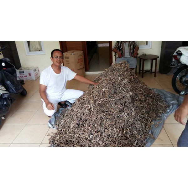 Jual DIBELI KUDA LAUT KERING oleh CV. BINTANG LAUT EMAS di 