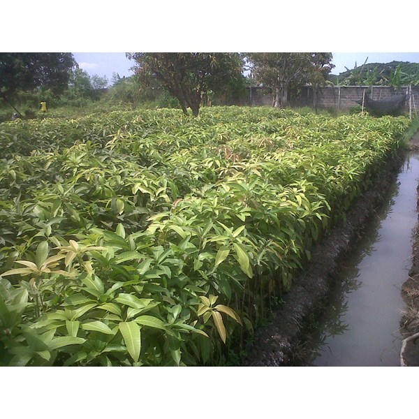 Bibit Unggul Aneka Mangga oleh PT. Pusaka Alam Lestari di 