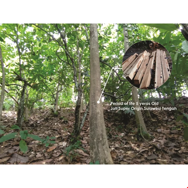 Kayu jati Merah oleh CV.BUKIT HARAPAN Cabang Palu di Kota Palu